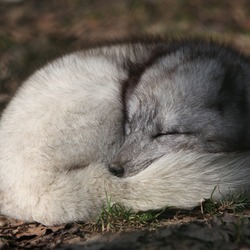 Arctic Fox Polar Picture sleeping Vulpes lagopus