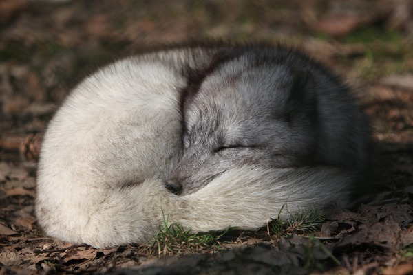 Arctic Fox Polar Picture sleeping Vulpes lagopus