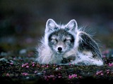 Arctic Fox Polar Picture sleeping cub shed