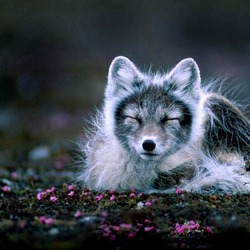 Arctic Fox Polar Picture sleeping cub shed