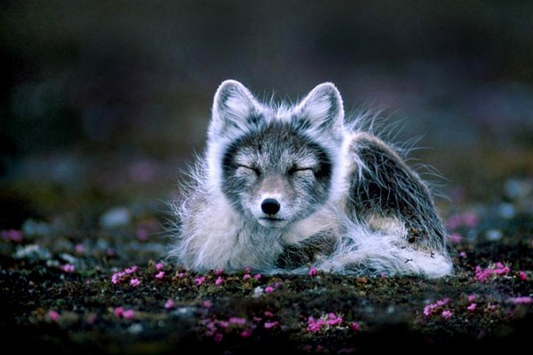 Arctic Fox Polar Picture sleeping cub shed