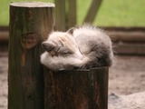 Arctic Fox Polar Picture sleeping pup cub