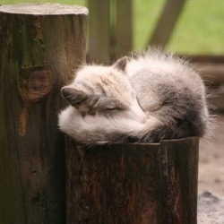 Arctic Fox Polar Picture sleeping pup cub