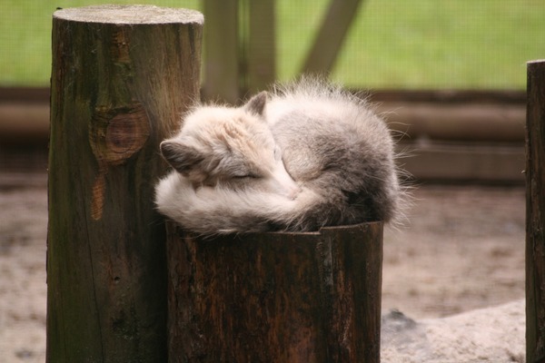 Arctic Fox Polar Picture sleeping pup cub