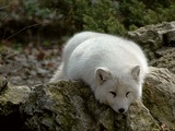 Arctic Fox Polar Picture sleeping white