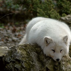 Arctic Fox Polar Picture sleeping white