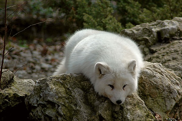 Arctic Fox Polar Picture sleeping white