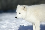 Arctic Fox Photo Gallery