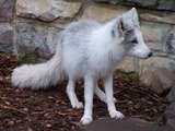 Arctic Fox Polar Picture snow photo