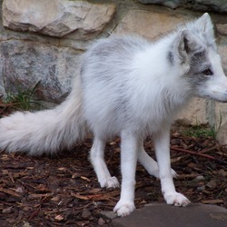 Arctic Fox Polar Picture snow photo