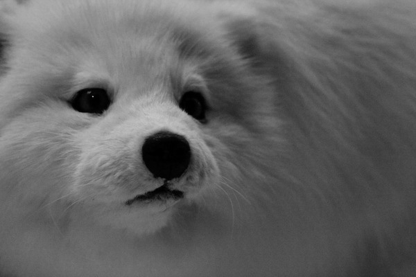 Arctic Fox