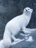 Arctic Fox Polar Picture snow white curious