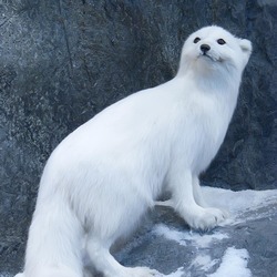 Arctic Fox Polar Picture snow white curious