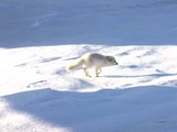 Arctic Fox Polar Picture snow white hunting