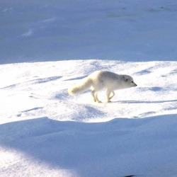 Arctic Fox Polar Picture snow white hunting