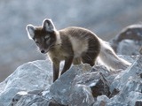 Arctic Fox Polar Picture summer cub pup