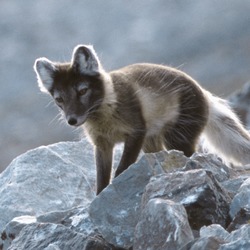 Arctic Fox Polar Picture summer cub pup