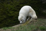 Arctic Fox Photo Gallery