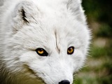 Arctic Fox Polar Picture white mean eyes