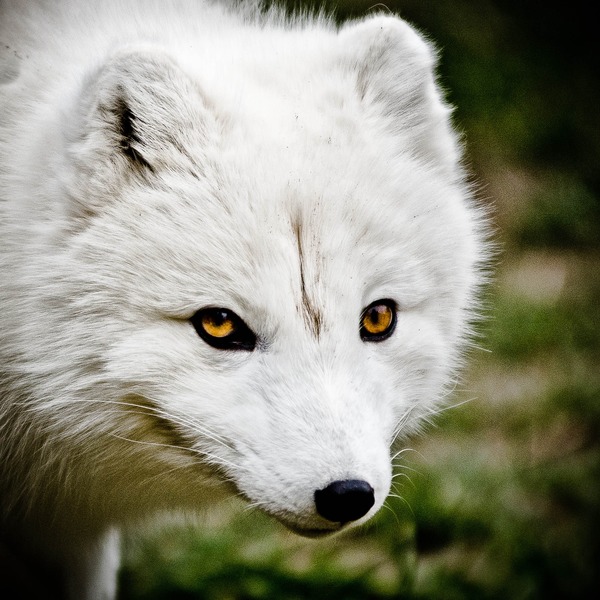 Arctic Fox Polar Picture white mean eyes
