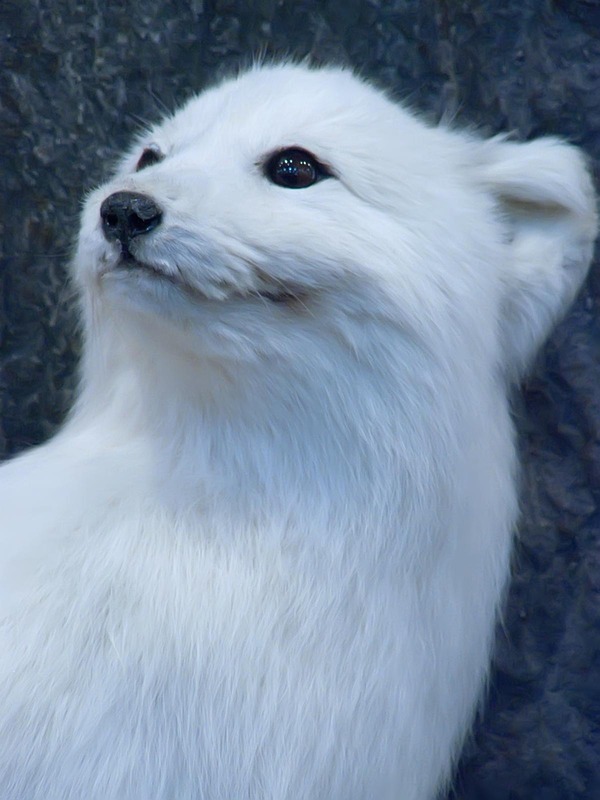 Arctic Fox Polar Picture white portrait (2)