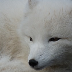 Arctic Fox Polar Picture white portrait