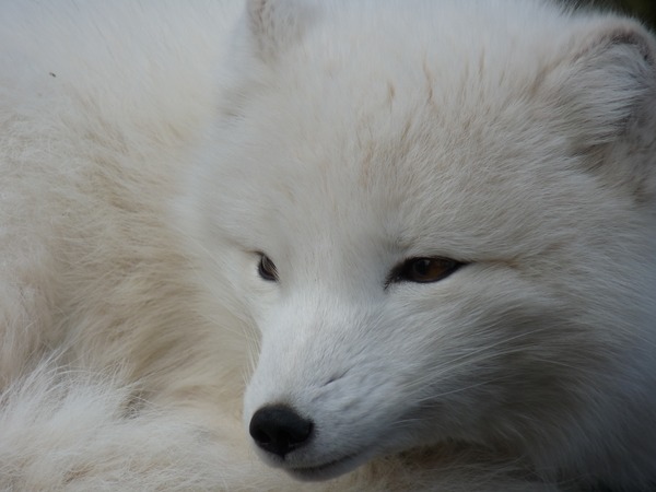 Arctic Fox Polar Picture white portrait