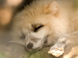 Arctic Fox Photo Gallery