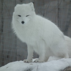 Arctic Fox Polar Picture white snow Vulpes lagopus