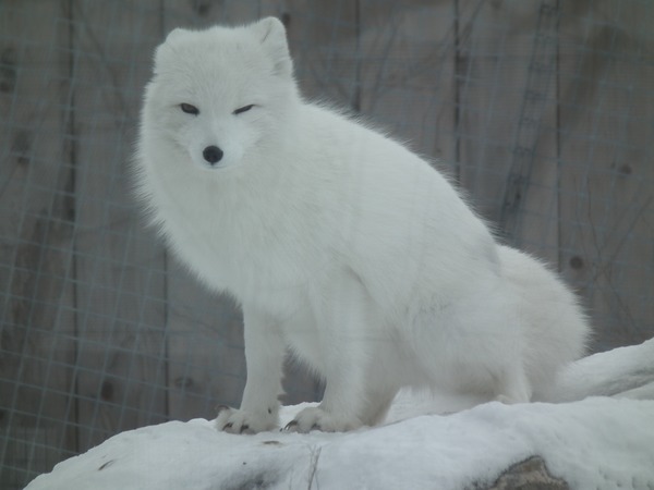 Arctic Fox Polar Picture white snow Vulpes lagopus