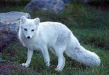 Arctic Fox Photo Gallery