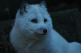 Arctic Fox Photo Gallery
