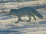 Arctic Fox Polar Picture wild white snow