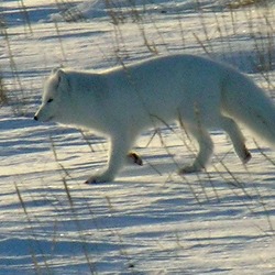 Arctic Fox Polar Picture wild white snow