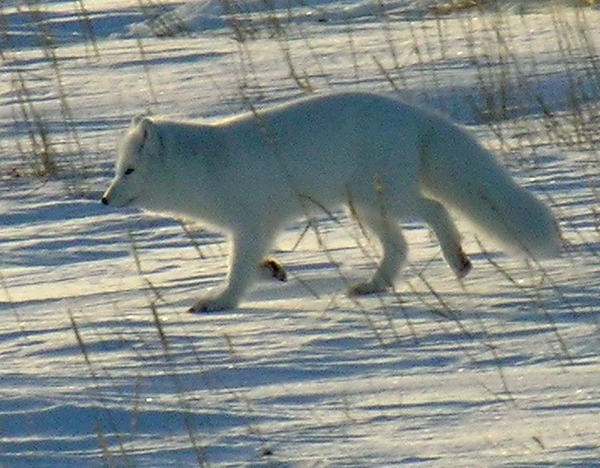 Arctic Fox Polar Picture wild white snow