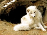 Arctic Fox Polar Picture zoo Arctic fox