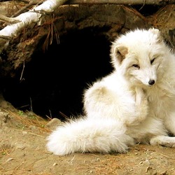 Arctic Fox Polar Picture zoo Arctic fox