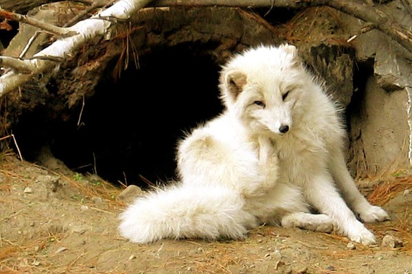 Arctic Fox Polar Picture zoo Arctic fox