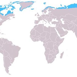 Arctic Fox distrobution map