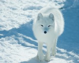 Fox Galleries
