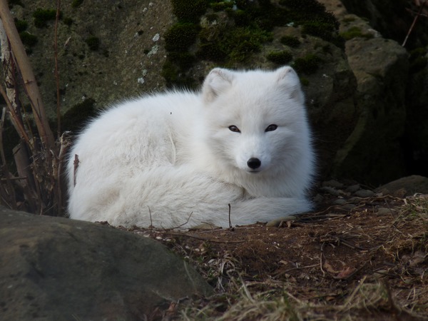 White Arctic Fox Polar Picture Vulpes lagopus