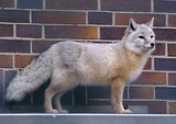 Corsac Fox Photo Gallery