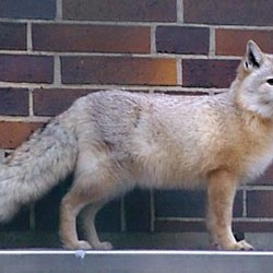 Corsac Korsak Fox Arctic Fox dog Korsak