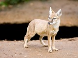 Corsac Korsak Fox Arctic Vulpes corsac