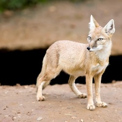 Corsac Korsak Fox Arctic Vulpes corsac