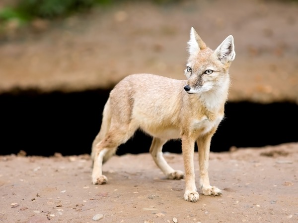 Corsac Korsak Fox Arctic Vulpes corsac