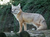 Corsac Fox Photo Gallery