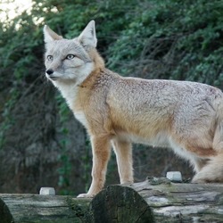 Corsac Korsak Fox Picture Vulpes corsac (2)