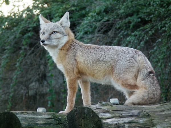 Corsac Korsak Fox Picture Vulpes corsac (2)