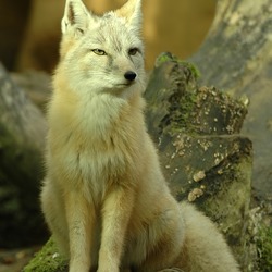 Corsac Korsak Fox Picture Vulpes corsac